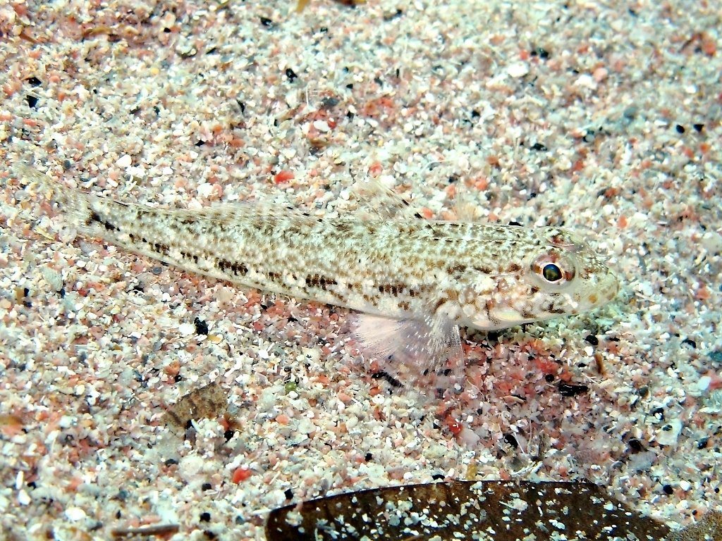 Giovanili di Gobius geniporus